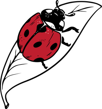 red ladybug on leaf clip art preview
