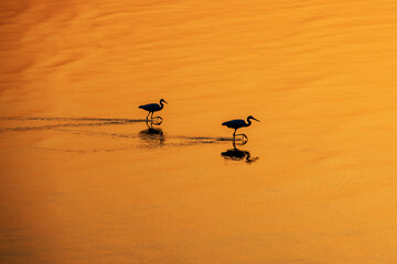 Silhouette of a birds walking on the water surface at sunset water surface orange light.