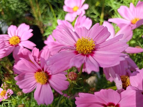 Daisy pink flowers blooming in garden city Bangkok Thailand 