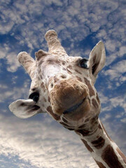 Up-close Portrait of a Giraffe Against a Cloudy Sky