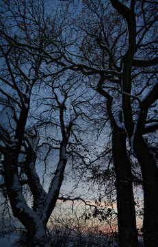 Dunkle kahle B&auml;ume im letzten Tageslicht