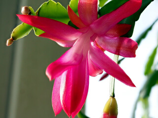 delicate fresh flower of a Christmas cactus