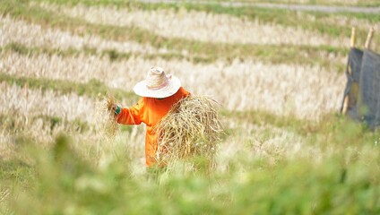 Farmers are harvesting rice in the fields. There's a rice-harvesting vehicle.