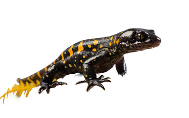 Alpine Salamander On Transparent Background