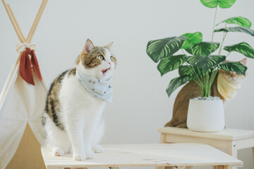 happy with cat concept with british and scottish cat play on camping table together with camp and tropical tree and white background - Powered by Adobe