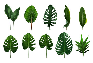 collection of tropical leaves isolated transparent background. generative ai