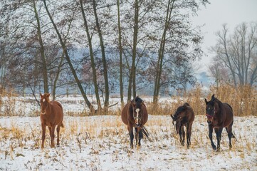Pferde im Winter auf einer Koppel