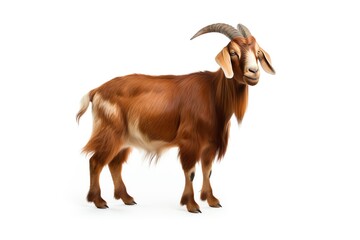 a brown and white goat with horns