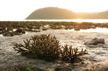 There is Staghorn Coral's field on the Beach at Phuket,Thailand. They show up when low tidal...