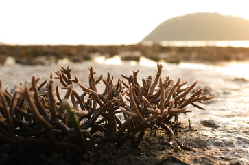 There is Staghorn Coral's field on the Beach at Phuket,Thailand. They show up when low tidal...