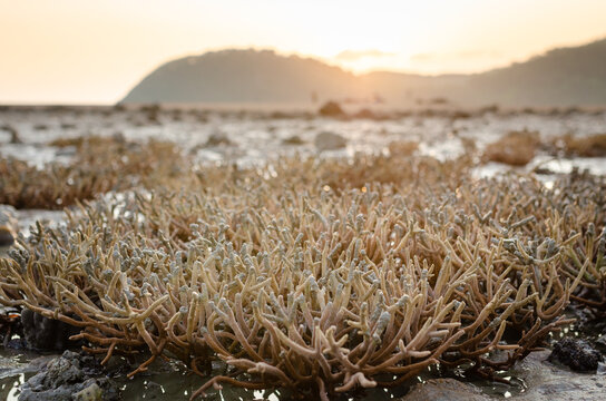 There is Staghorn Coral's field on the Beach at Phuket,Thailand. They show up when low tidal current. This is a problem from global warming, climate change. They are dying slowly.