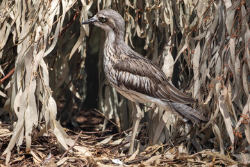 The bush stone curlew has grey-brown feathers with black streaks, a white forehead and eyebrows, a broad, dark-brown eye stripe and golden eyes.