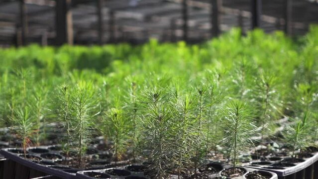 Vibrant Green Growing Pine Trees in a Seed Tray inside a Greenhouse