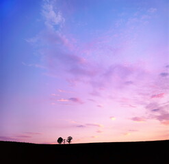 夕景の丘と並木（美瑛町）