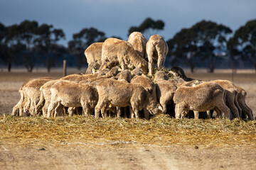 Sheep feeding on hay,  Country South Australia.