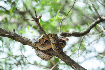Reticulated python Snake on big-tree  | Python reticulatus : The reticulated python (Malayopython reticulatus) is native to South Asia and Southeast Asia. It is the world's longest snake.