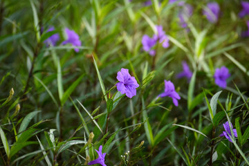 Purple flower (Ruellia brittoniana) on grass background.This plant very popular for garden design.