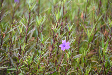Purple flower (Ruellia brittoniana) on grass background.This plant very popular for garden design.