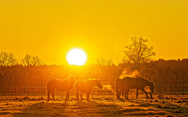 Fototapeta na wymiar Sonnenenaufgang an der Pferdekoppel