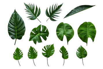collection of tropical leaves isolated transparent background. generative ai - obrazy, fototapety, plakaty