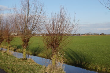 View over a meadow with pollard willows. Pasture landscape in the Netherlands in winter near the village of Bergen. Horizon, blue sky. December.