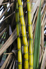 Sugar cane plants, sugar cane field