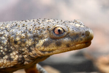Spanischer Rippenmolch // Iberian ribbed newt (Pleurodeles waltl) 