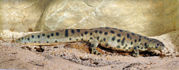 Spanischer Rippenmolch // Iberian ribbed newt (Pleurodeles waltl) 