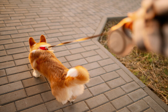 Welsh Corgi Walks Along A Paved Path, A Woman Holds A Leash, First Person View At Sunset. Professional Dog Walker.