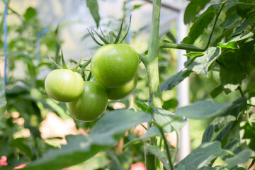 Display of local produce at outdoor farmers market
