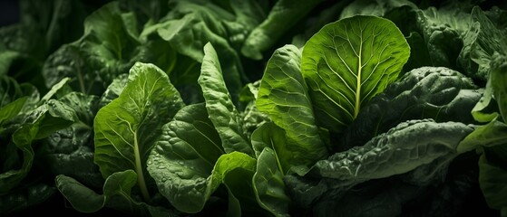 Fototapeta na wymiar Vibrant Green Cabbages