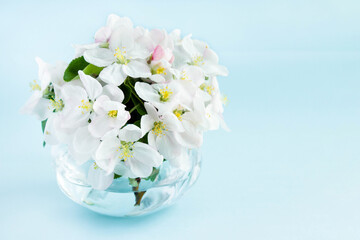 A beautiful sprig of an apple tree with white flowers in a glass vase against a blue background. Blossoming branch in a glass with water. Spring still life. Concept of spring or mom day