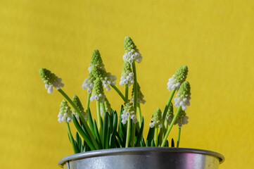 Muscari aucheri grape hyacinth white flowering flowers, group of bulbous plants in bloom, green leaves, yellow background
