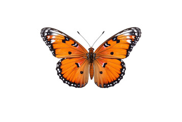 Fototapeta na wymiar beautiful colorful butterfly isolated transparent background. generative ai