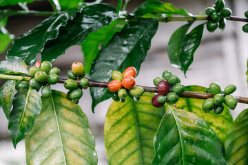 Coffee tree with green coffee beans on the branch - obrazy, fototapety, plakaty