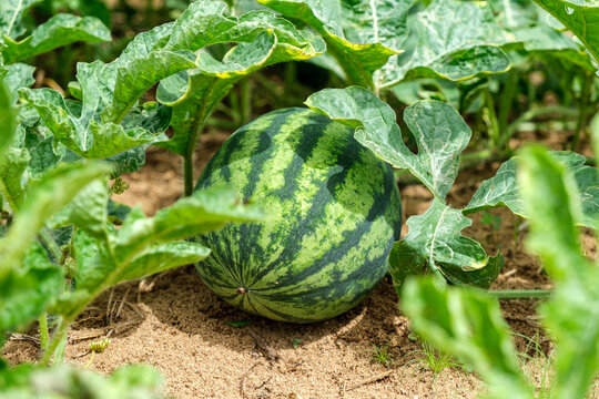 Watermelon plant with leaves on the ground in Thailand farm