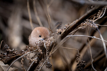붉은머리오목눈이 Parrotbill