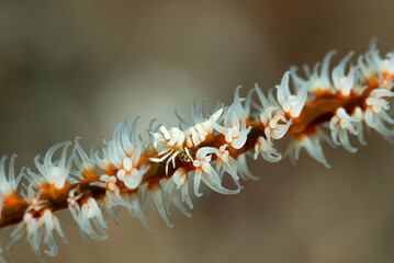 Gamberetto commensale del genere Pontonides sopra un corallo a frusta