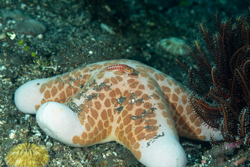 Choriaster granulatus comunemente nota come stella marina granulare, con piccolo pesce della...