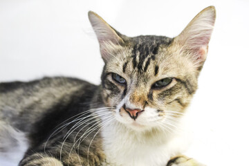 a tabby cat, isolated on a white background