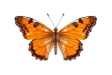 Fototapeta premium beautiful colorful butterfly isolated transparent background. generative ai