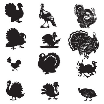 Turkey bird silhouette in black. Set of turkeys silhouette isolated for Thanksgiving Day. Turkey icons. Vector art illustration.
