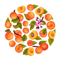 Juicy Apricot Fruit Round Composition with Ripe Garden Crop Vector Template