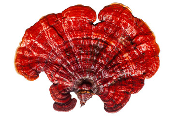 Red reishi mushroom on white background isolated closeup, Lingzhi mushroom, Ganoderma lucidum,...