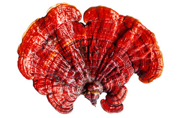 Red reishi mushroom on white background isolated closeup, Lingzhi mushroom, Ganoderma lucidum,...