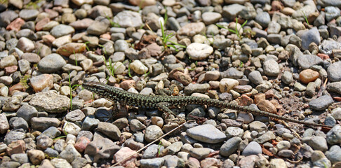 le lézard vert dans les cailloux