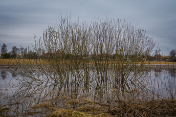 Spring flood of the river