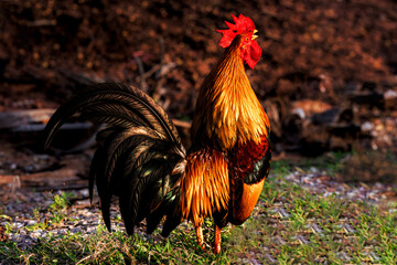 The red rooster screams for him to wake up early The concept of an alarm clock when waking up.