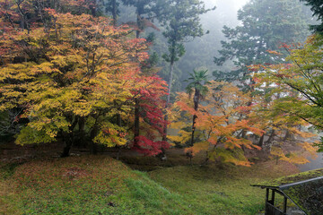 朝霧に霞む紅葉