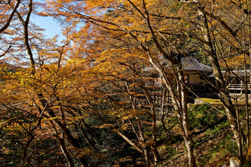 黄色いモミジと寺院の本堂